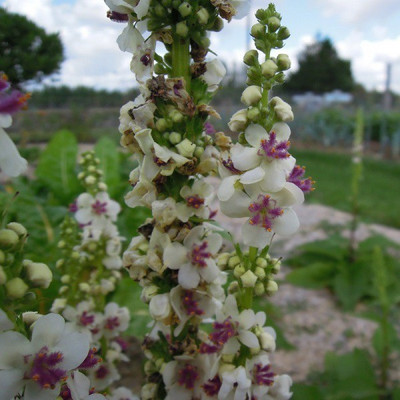 CYBEXIS Verbascum, Snowy Spires-50 Seeds Seed(50 per packet)