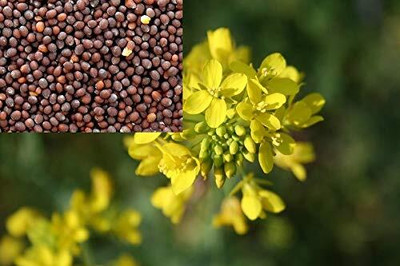 THAMMAR HYBRID Hybrid mustard seeds highest yield Verity 3kg pouch t Seed ) Seed(3 kg)