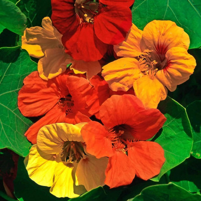 Lorvox Nemesia Mixed Flower Seed(54 per packet)