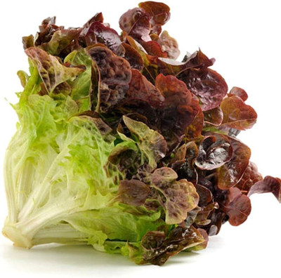 Qualtivate RES-3A Ruby Red Leaf Lettuce Seeds Seed(300 per packet)