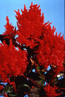 Aywal CELOSIA DEEP RED FLOWER Seed(50 per packet)
