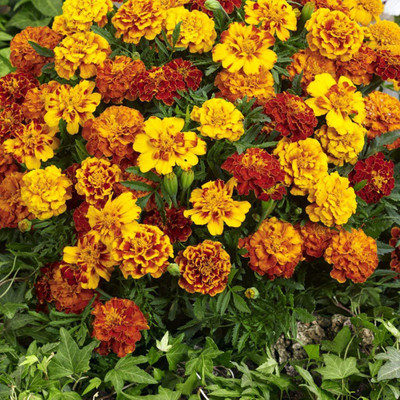 CYBEXIS LX-47 - Marigold Flower Mix - (2250 Seeds) Seed(2250 per packet)
