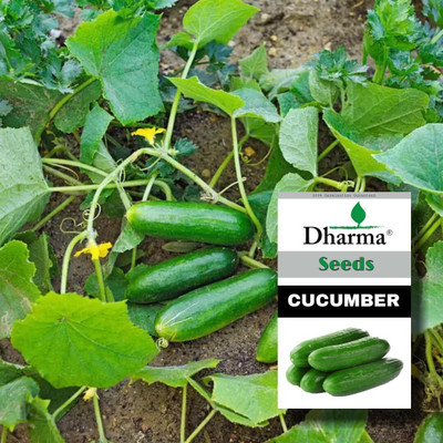 Dharma Cucumber, Sosha, Kheera Seed(60 per packet)