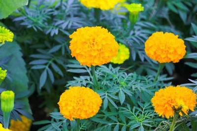 Revaseeds marigold/gende ka phool flower seeds Seed(75 per packet)