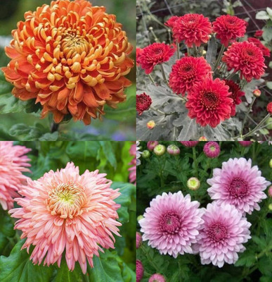 ibains Chrysanthemum plant seeds beez 32 Seed(32 per packet)