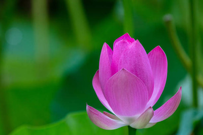 usdeepar rtetail lotus,kamal gatta Seed(10 per packet)