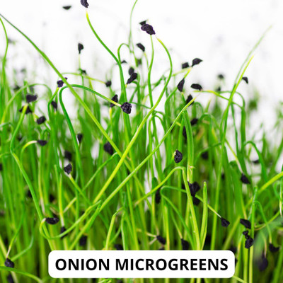 VibeX ® XLR-1108 ONION MICROGREEN SEEDS Seed(1000 per packet)