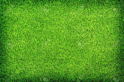 wequality Lawn grass seed, Seeds for lawn grass, Best lawn grass seeds Seed(7000 per packet)