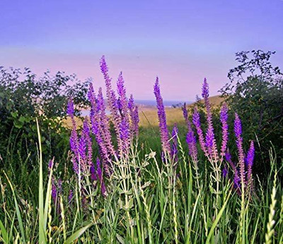 VibeX XL-29 - Herb Sage (Salvia Officinalis) - (1350 Seeds) Seed(1350 per packet)