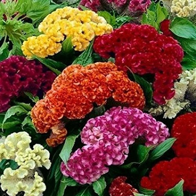 Epazo Cockscomb Seed(110 per packet)