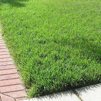ibains Lawn grass seeds for small garden Seed(6000 per packet)
