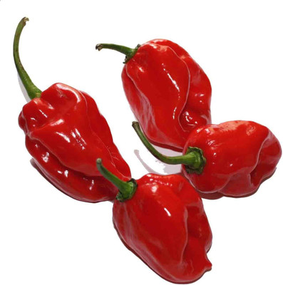 CYBEXIS F14Hot Chilli Pepper Habanero Maya Seeds-Red2000 Seeds Seed(2000 per packet)