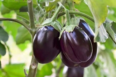 Qualtivate PUA-6A Brinjal Black Beauty Seeds Seed(300 per packet)