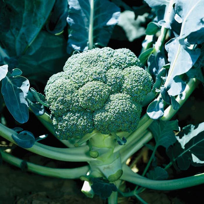 WILLVINE PUSA -II Broccoli Calabrese Hari Gobi Beej [2.5g] Seed(750 per packet)