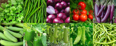 Agnico Agnico 10 Variety Of Vegetable Seeds Combo Pack With Instruction Manual.… Seed(10 per packet)