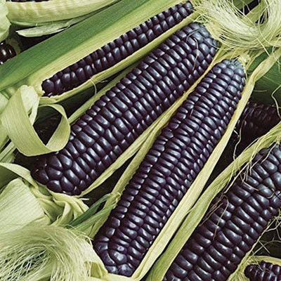WILLVINE LX-702 Blue Hopi Corn Seed(500 per packet)