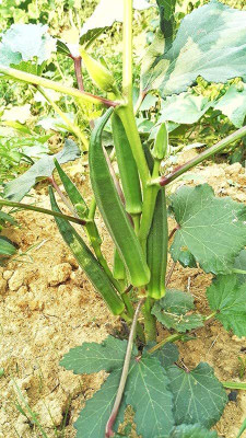 LPR LADY FINGER, (BINDI) Seed(100 per packet)