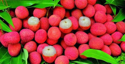 Oliver litchi,lichi.lichyee Seed(8 per packet)