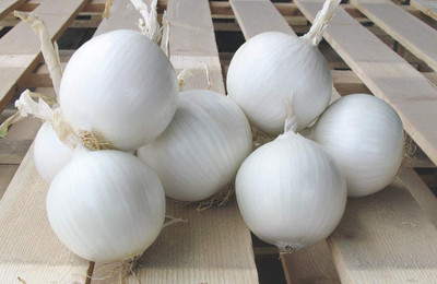 CYBEXIS GBPUT-10 - Onion White Queen Giant - (4500 Seeds) Seed(4500 per packet)