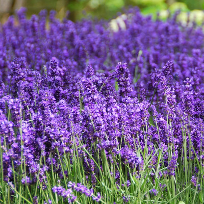 MOOFGA Lavender 'Hidcote'Lavandula angustifolia Seed(80 per packet)
