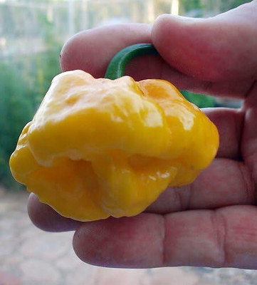 KNESSiN Fast Growing Jamaican Hot Yellow Pepper Seeds for Home Gardening-(1200 Seeds) Seed(1200 per packet)