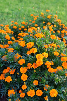 VINSEE marigold/gende ka phool flower seeds Seed(75 per packet)