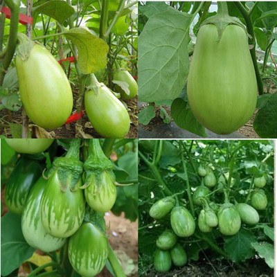 ibains Hybrid brinjal long red seeds pack of 360 Seed(360 per packet)