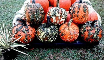 Qualtivate ICRA6-A Warty Goblin Pumpkin Seeds Seed(50 per packet)