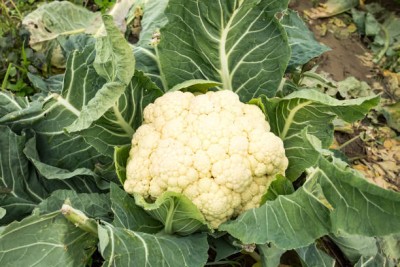 amkdseeds white cauliflower,gobhee seeds Seed(20 per packet)