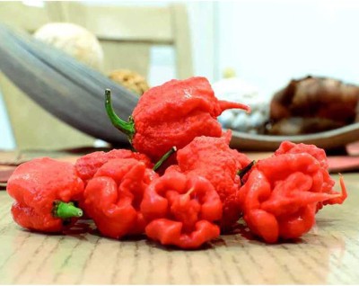 CYBEXIS Vegetable Seeds Garden Rare Carolina Reaper Chilli Pepper Seeds600 Seeds Seed(600 per packet)