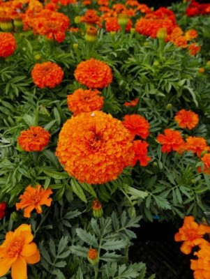 Indus marigold/gende ka phool flower seeds Seed(50 per packet)