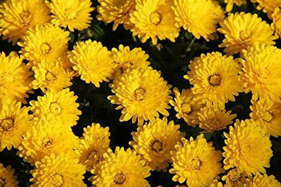 CYBEXIS Yellow Chrysanthemum Flower Seeds Seed(1 g)