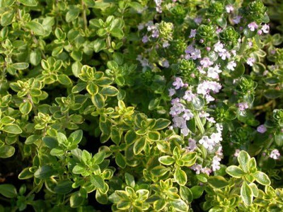 Qualtivate HYB-9A Golden Lemon Thyme Seeds Seed(50 per packet)