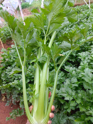 VibeX LXI-73 - Rooted Celery Knob - (250 Seeds) Seed(250 per packet)