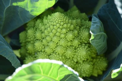 Tindaa white cauliflower,gobhee seeds Seed(35 per packet)