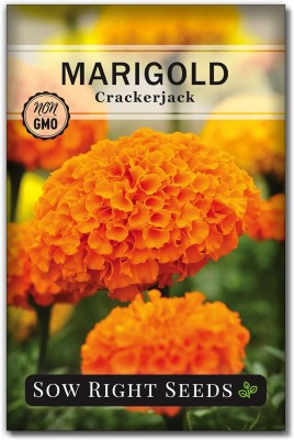 Biosnyg YIX-29 Crackerjack Marigold Seeds-[50 Seeds] Seed(50 per packet)