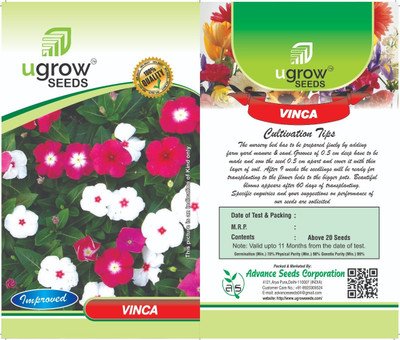 Clint AGRIMAX GARDENS CASCADE RED VINCA: BRILLIANT TRAILING FLOWER & SEEDS PLANT Seed(40 per packet)