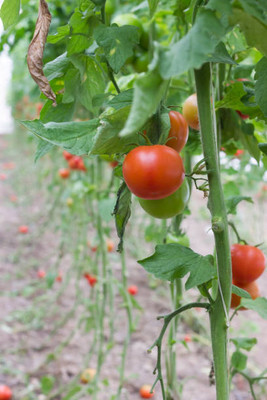 Plantzoin tomato Seed(120 per packet)