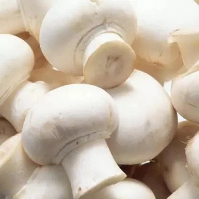 AVMUSHROOM Mushroom Seed(50 per packet)