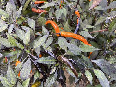 KNESSiN Fast Growing Black and Orange Pepper Vegetable Seeds For Planting-(300 Seeds) Seed(300 per packet)