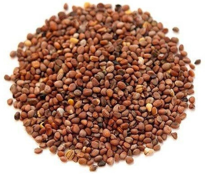 SAFRONI Beej Mooli (Edible) - Beej Muli - Mula Beej - Radish Seeds Seed(10 g)