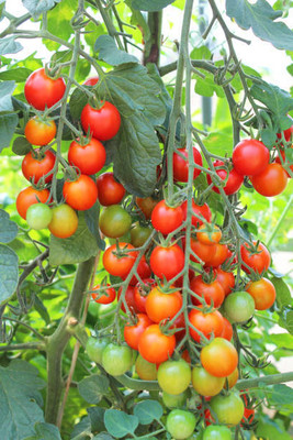 THAMMAR tomato Seed(85 per packet)