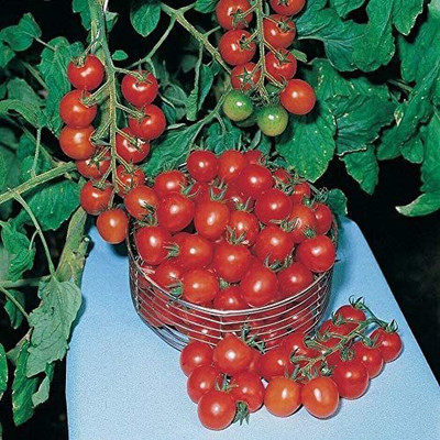 CYBEXIS Tomato Gardeners Delight Seeds500 Seeds Seed(500 per packet)