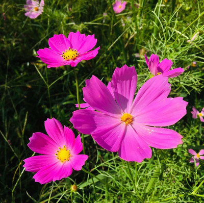 VibeX Cosmos Flower Exotic Seed(30 per packet)