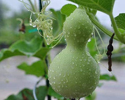 CYBEXIS HUA-99 - Bottle Gourd (Lagenaria siceraria) - (100 Seeds) Seed(100 per packet)