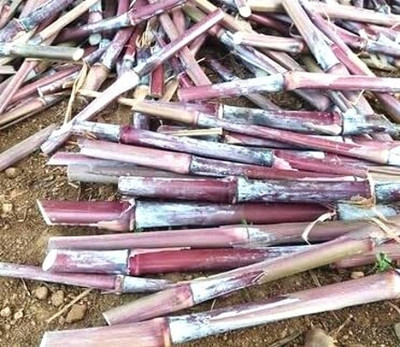 Nak AUSTRALIAN RED NAPIER GRASS STICKS Seed(15 per packet)