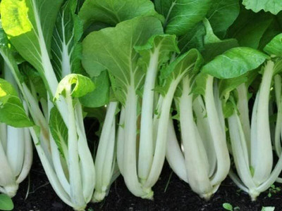 WILLVINE VMR -III Pak Choi Chinese Cabbage [2.5g] Seed(750 per packet)