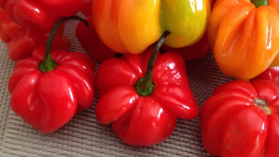 Qualtivate GXL-6AT Habanero Pepper Seed(300 per packet)
