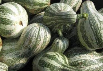 VibeX ® VXI-639 Green Striped Cushaw Pumpkin Seeds Seed(50 per packet)