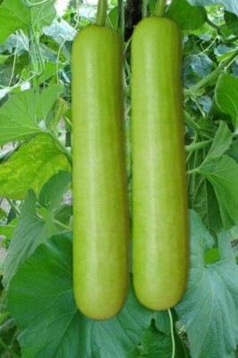 Lorvox Bottle Gourd Seeds, Lauki, Doodhi, Surakkai, Pechura, Sorakkaya, Sorekayi Seed(150 per packet)